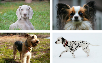 image for The Origins of 10 Nicknames of Dog Breeds